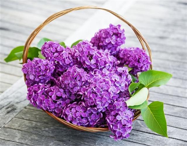 紫色的花的花语？（紫丁香含义）-图1