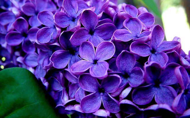 紫色的花的花语？（紫丁香含义）-图2