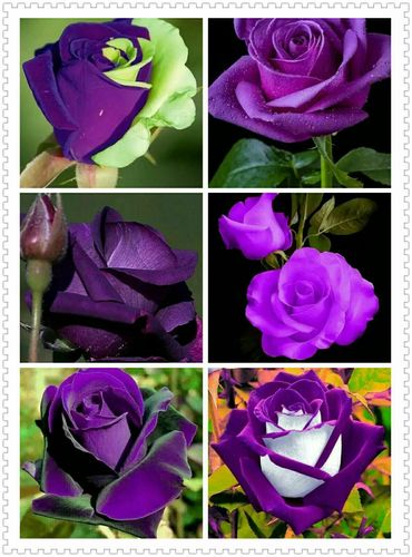 紫色玫瑰代表什么意思？（紫色玫瑰代表什么含义）-图3