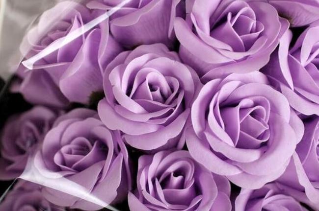 紫色玫瑰代表什么意思？（紫色玫瑰代表什么含义）-图2