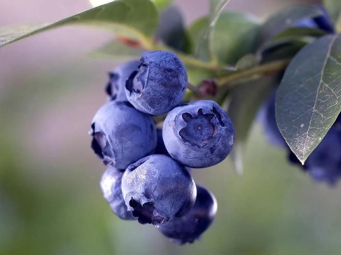 蓝莓是什么意思啊？（蓝莓 含义）-图1