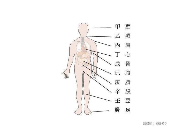 腰背肩胆臂腹胳膊我发现这几个字的含有相同部件？（身体部位含义）-图3