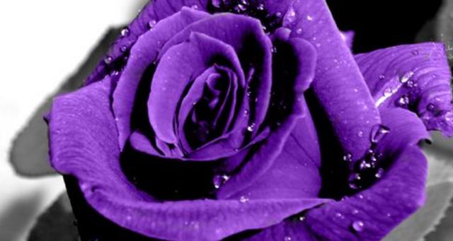 紫色玫瑰代表什么意思？（紫玫瑰代表的含义）-图2