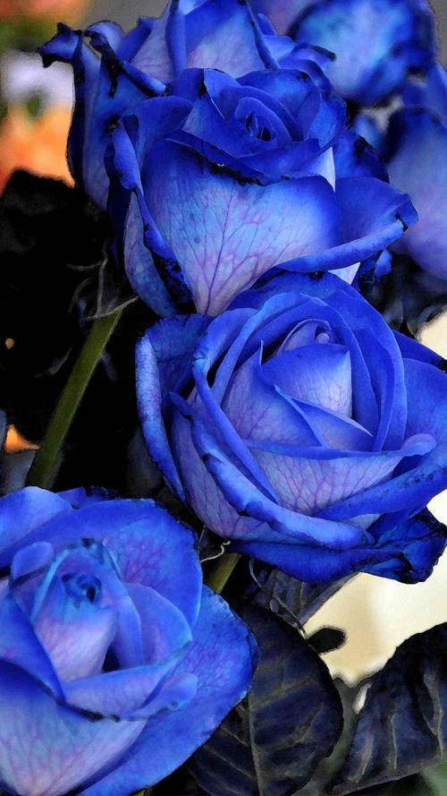 蓝色玫瑰花的花语和象征？（蓝色玫瑰花的含义）-图1