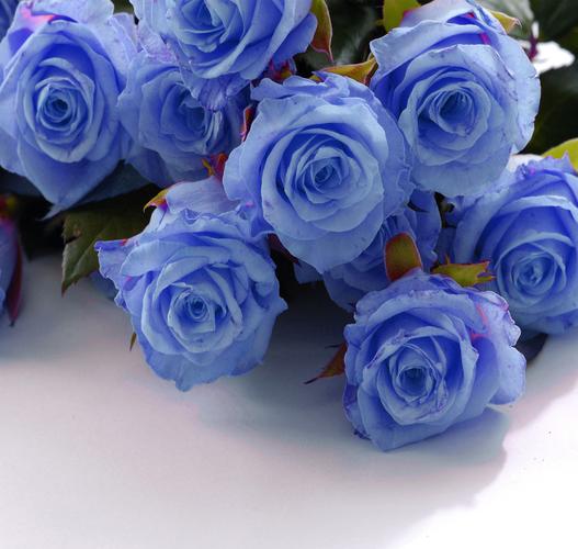 蓝色玫瑰花的花语和象征？（蓝色玫瑰花的含义）-图3