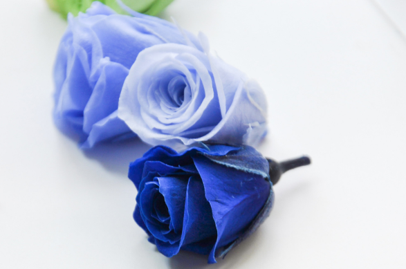 蓝玫瑰的花语是什么？（蓝玫瑰代表的含义）-图2