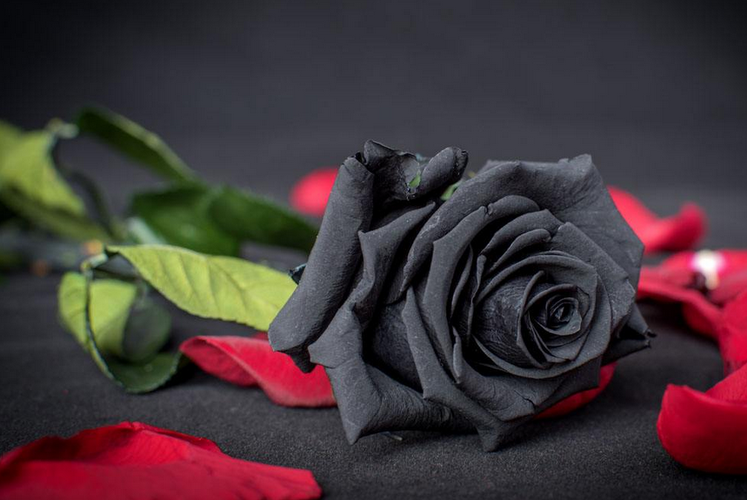红玫瑰、白玫瑰、粉玫瑰、紫玫瑰、黑玫瑰的花语分别是什么？（各种玫瑰花代表的含义）-图2