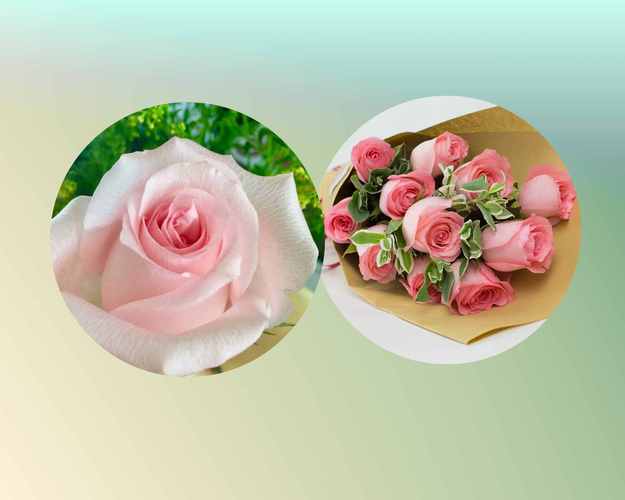 红玫瑰、白玫瑰、粉玫瑰、紫玫瑰、黑玫瑰的花语分别是什么？（各种玫瑰花代表的含义）-图1
