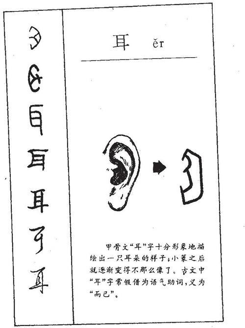 耳朵的汉语读音是什么？（耳朵含义）-图3