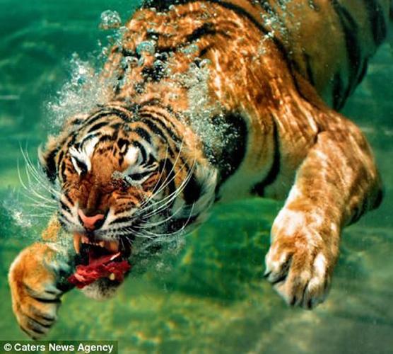 猫科动物老虎喜欢吃鱼吗？（老虎吃鱼含义）-图1