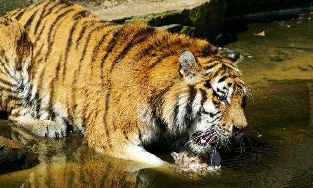 猫科动物老虎喜欢吃鱼吗？（老虎吃鱼含义）-图2