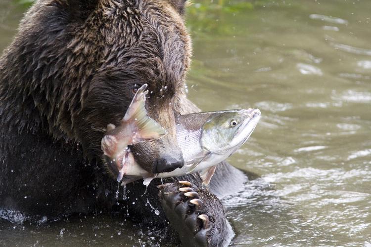 熊吃鱼吗？（熊吃鱼含义）-图3