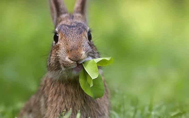 兔子吃草是啥梗？（兔子吃草 含义）-图1
