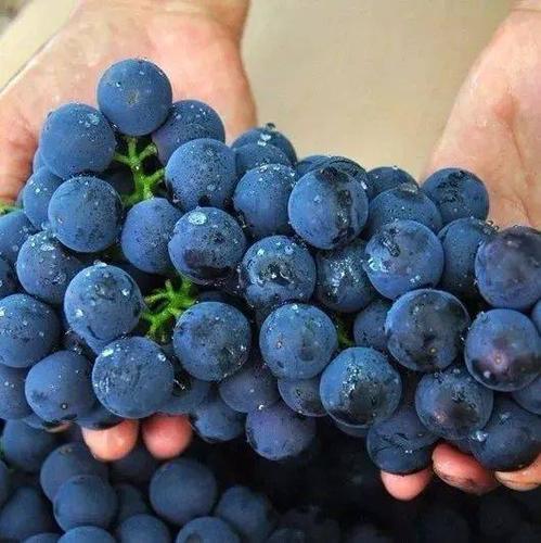 云南大理蓝色葡萄，当地人叫蓝莓，到底是什么水果？（蓝色葡萄含义）-图3