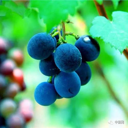 云南大理蓝色葡萄，当地人叫蓝莓，到底是什么水果？（蓝色葡萄含义）-图2