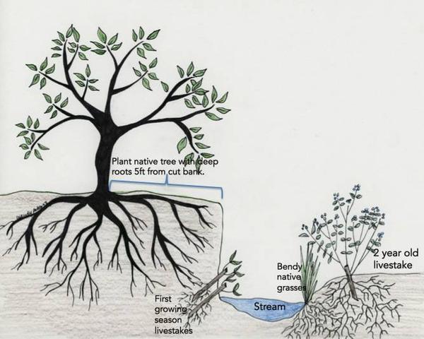 plant与vegetation的区别？（flora的含义）-图1