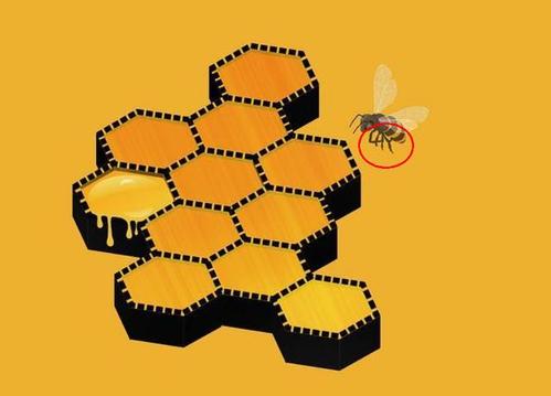 蜜蜂声调怎么标？（蜂箱的含义）-图2