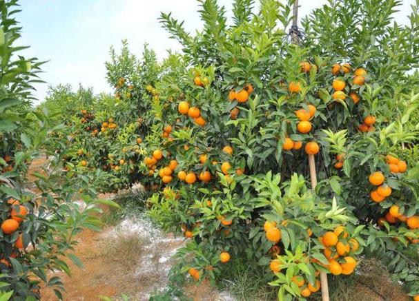 柑橘新品种“明日见”有种植潜力吗？（紧实含义）-图1