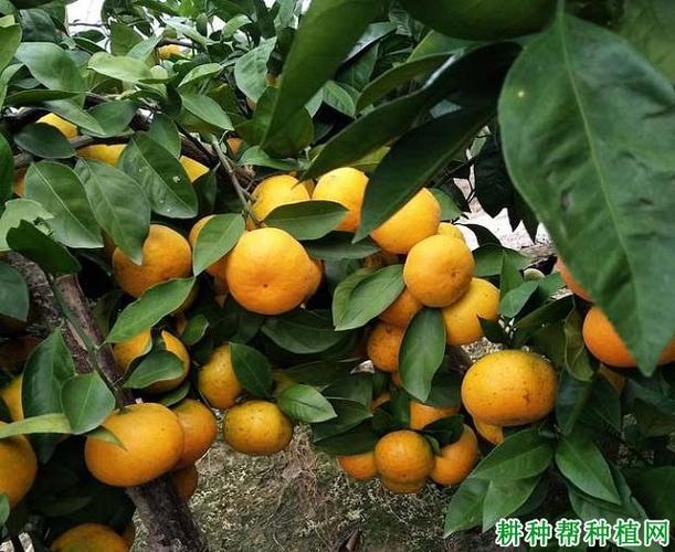 柑橘新品种“明日见”有种植潜力吗？（紧实含义）-图3