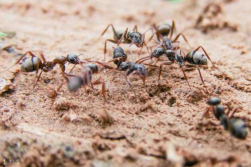 一只蚂蚁的存在有什么意义？（蚂蚁对生活含义）-图2