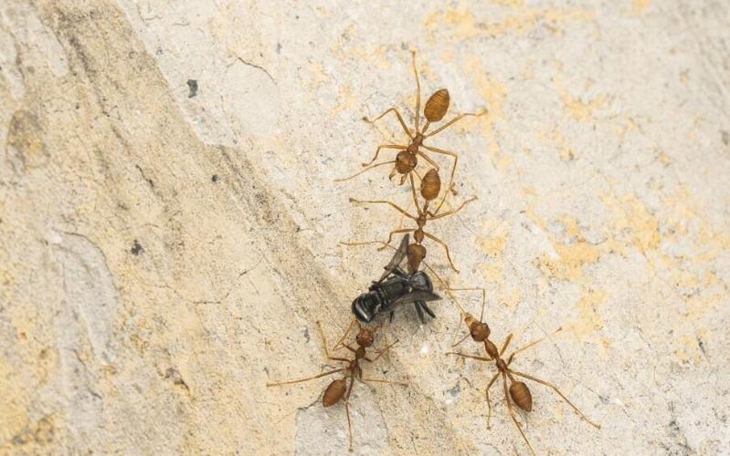 一只蚂蚁的存在有什么意义？（蚂蚁对生活含义）-图1